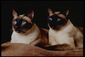 336052 Nova And Damien A4 Photo Print
