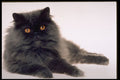 336053 Ming A4 Photo Print