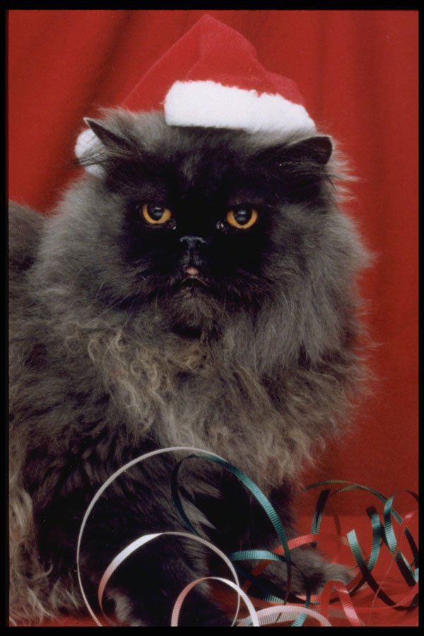 336054 Santa Claws A4 Photo Print