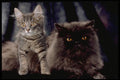 336057 Ming And Schmoo A4 Photo Print