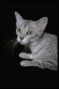 336058 Sphynx A4 Photo Print