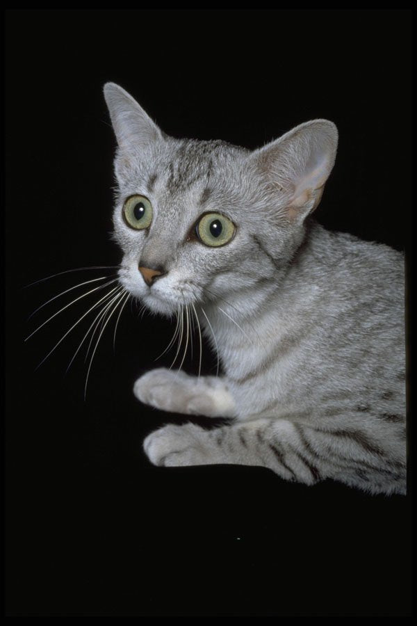 336058 Sphynx A4 Photo Print