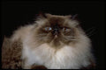 336060 Himalayan A4 Photo Print