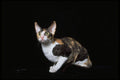 336061 Rex A4 Photo Print