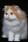 336064 Furry Feline A4 Photo Print