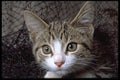 336065 Dreamer A4 Photo Print