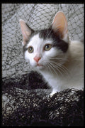 336066 Frou Frou 1 A4 Photo Print