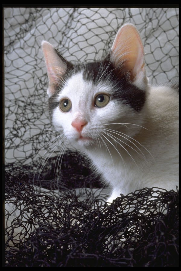 336066 Frou Frou 1 A4 Photo Print
