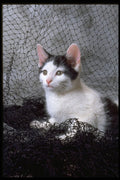 336067 Frou Frou 2 A4 Photo Print
