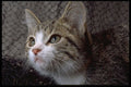 336068 Dreaming A4 Photo Print