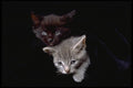 336069 Best Friends A4 Photo Print