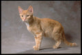 336073 Feisty A4 Photo Print
