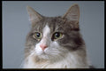 336074 Jewel 1 A4 Photo Print