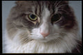 336075 Jewel 2 A4 Photo Print
