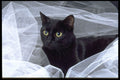 336078 Blackie On White A4 Photo Print