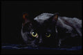 336079 Blackie On Black A4 Photo Print