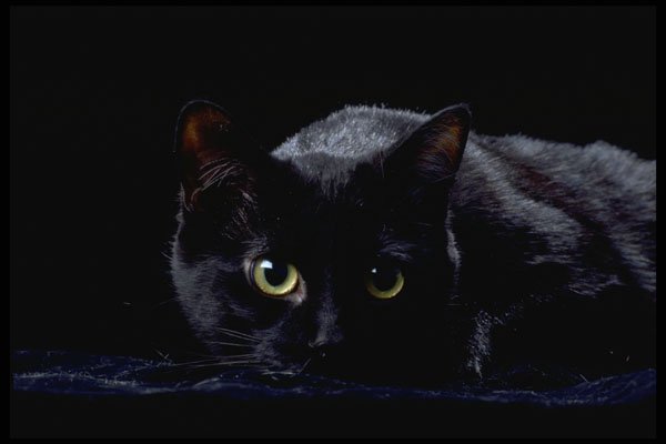 336079 Blackie On Black A4 Photo Print