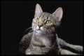 336080 Her Master's Voice A4 Photo Print