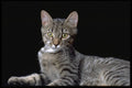 336081 Tiger A4 Photo Print