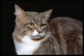 336086 Mimi A4 Photo Print