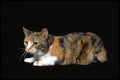 336088 Tabby A4 Photo Print
