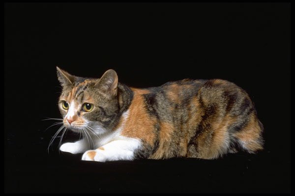 336088 Tabby A4 Photo Print