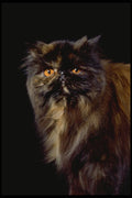 336089 Whiskers A4 Photo Print