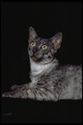 336091 Salem A4 Photo Print