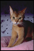 336092 Abyssinian A4 Photo Print