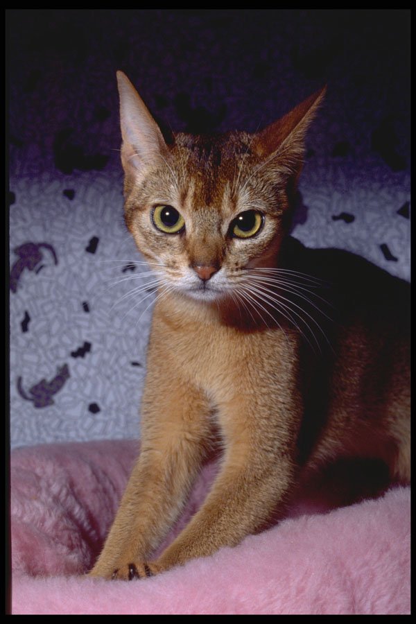 336092 Abyssinian A4 Photo Print