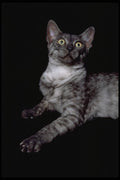 336093 Salem A4 Photo Print