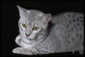 336096 Temple Guardian A4 Photo Print