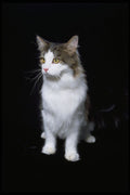 336097 Coon Cat A4 Photo Print