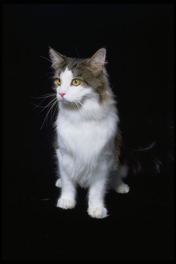 336097 Coon Cat A4 Photo Print