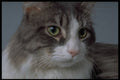 336098 Cuddles A4 Photo Print