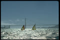 339085 World Cup, San Francisco Bay, CA A4 Photo Print