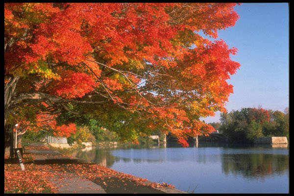 341005 Strathcona Park, Sandy Hill, Ottawa, Ontario A4 Photo Print