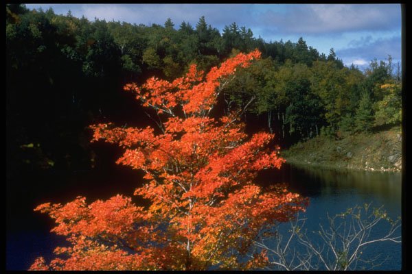 341006 Maple Tree, Quebec A4 Photo Print