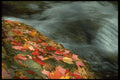 341007 Maple Leaves & Rapids, Old Chelsea, Quebec A4 Photo Print