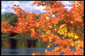 341008 Maple Tree, Gatineau River, Quebec A4 Photo Print