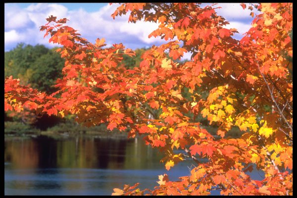 341008 Maple Tree, Gatineau River, Quebec A4 Photo Print