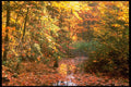 341009 Falling Leaves, Algonquin Park, Ontario A4 Photo Print