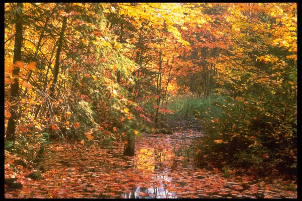 341009 Falling Leaves, Algonquin Park, Ontario A4 Photo Print