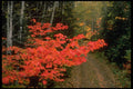 341010 Maple Trees, New Brunswick A4 Photo Print