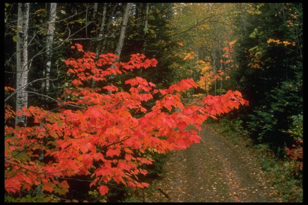 341010 Maple Trees, New Brunswick A4 Photo Print