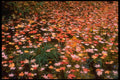 341013 Maple Leaves, Algonquin Park, Ontario A4 Photo Print