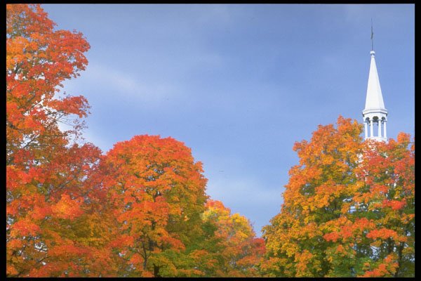 341019 St. Stephan's Church Steeple And Autumn Leaves, Chelsea A4 Photo Print
