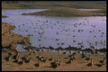 341020 Canada Geese, Plaisance, Quebec A4 Photo Print
