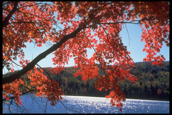 341023 Lac Chevreuil, Quebec A4 Photo Print