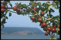 341029 Apples, Blomidon, Nova Scotia A4 Photo Print
